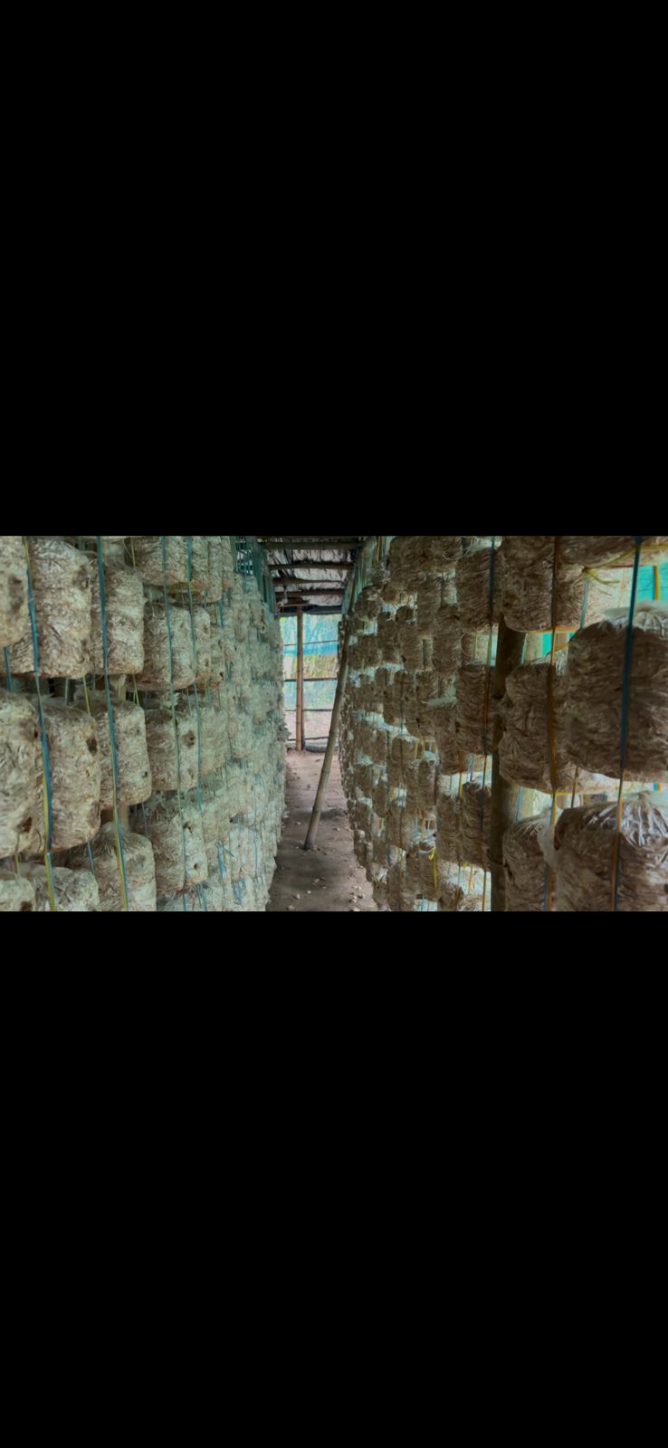 Mushrooms being weighed and packed for delivery